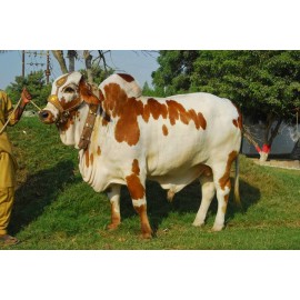 Fresh Cow Meat(20 Share @ N10,000/1 Share)